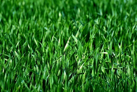 Picture of Grass